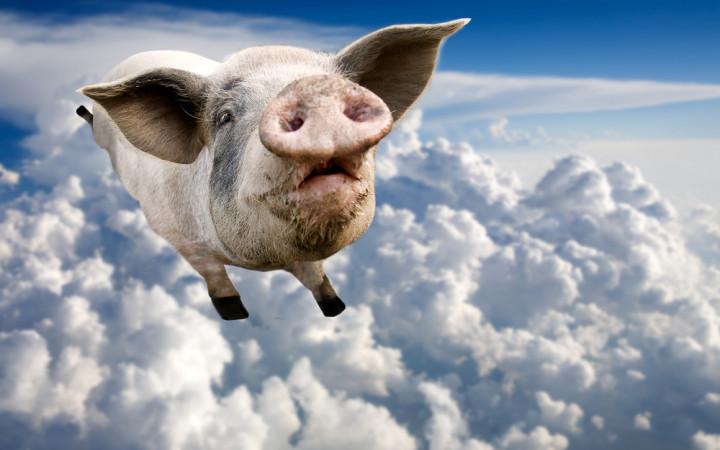 When-pigs-fly